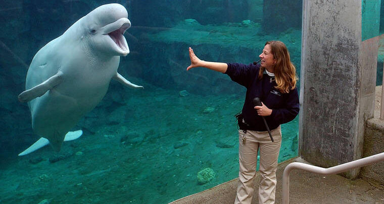 Beluga